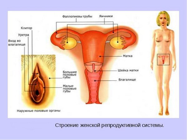 Будова жіночої репродуктивної системи