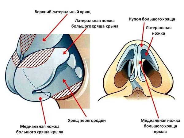 Анатомічна будова кінчика носа